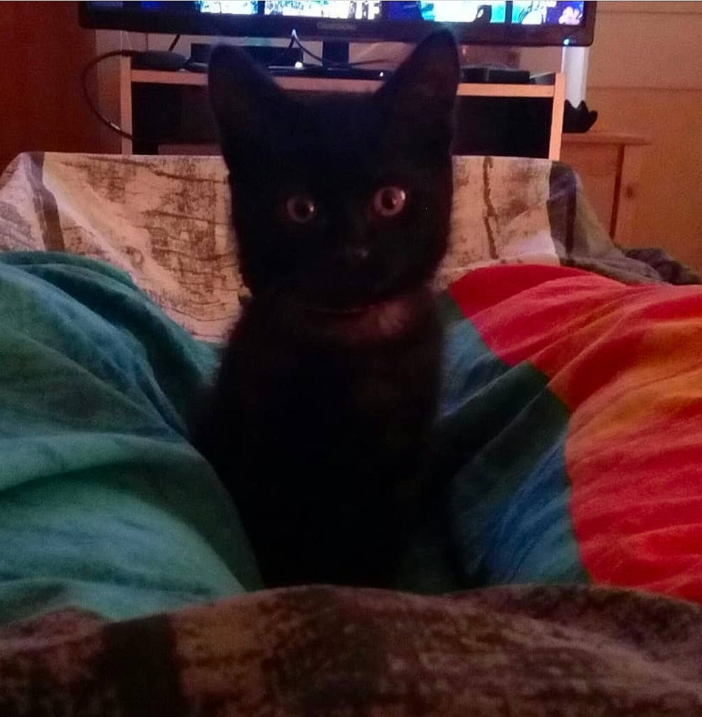 Limbo a rejoint le concours — aidez-le/la à gagner de superbes lots ! black_cat, bombay, box, carnivore, cat, comfort, computer_keyboard, couch, domestic_short_haired_cat, felidae, fur, mammal, room, sky, small_to_medium_sized_cats, snout, square, tail, whiskers, wood