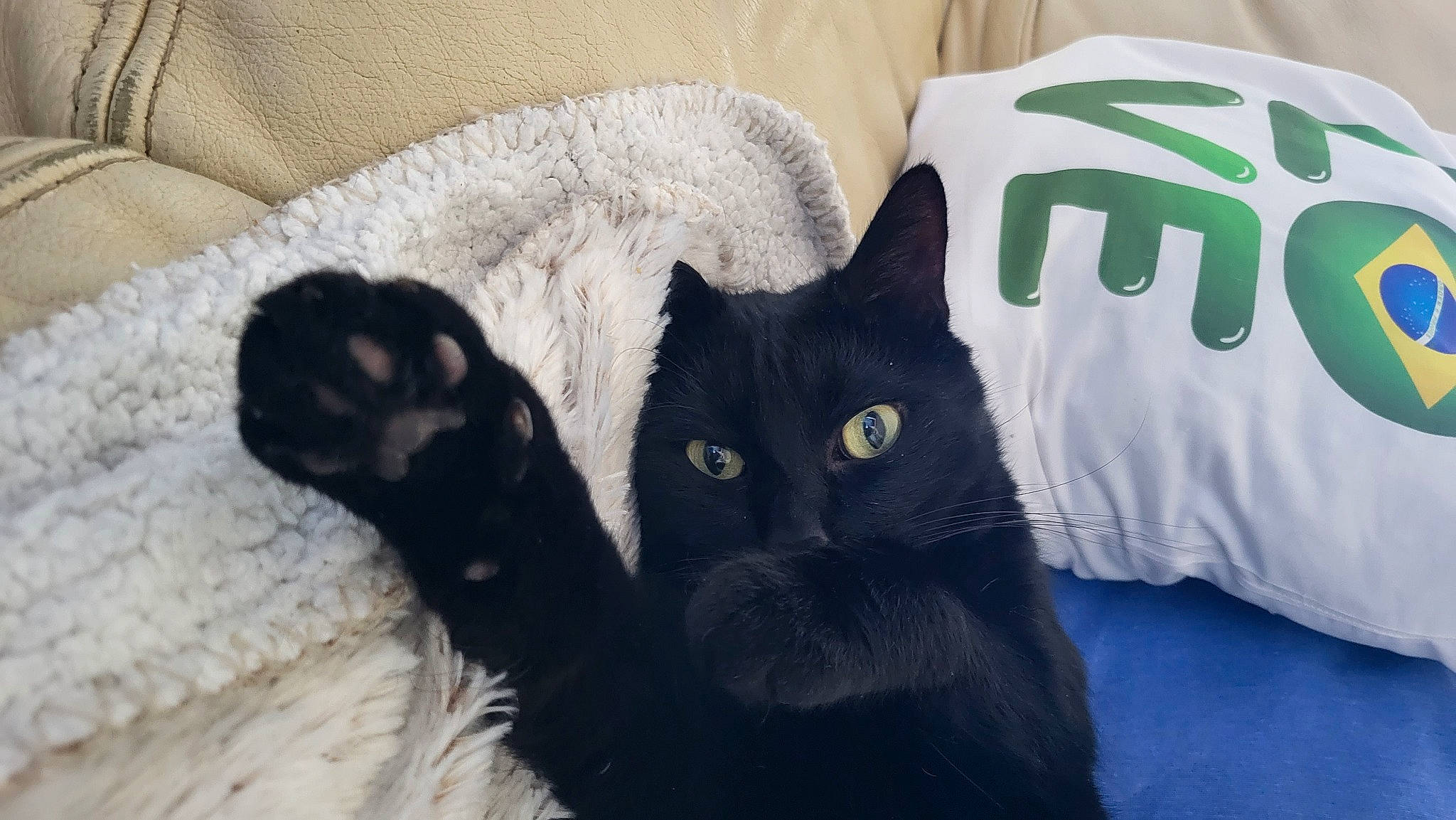 Limbo participe au concours pour gagner de l'argent avec cette photo : black_cat, carnivore, cat, cat_supply, comfort, domestic_short_haired_cat, felidae, fur, grey, jersey, linens, mammal, paw, sleeve, small_to_medium_sized_cats, snout, sportswear, tail, terrestrial_animal, whiskers