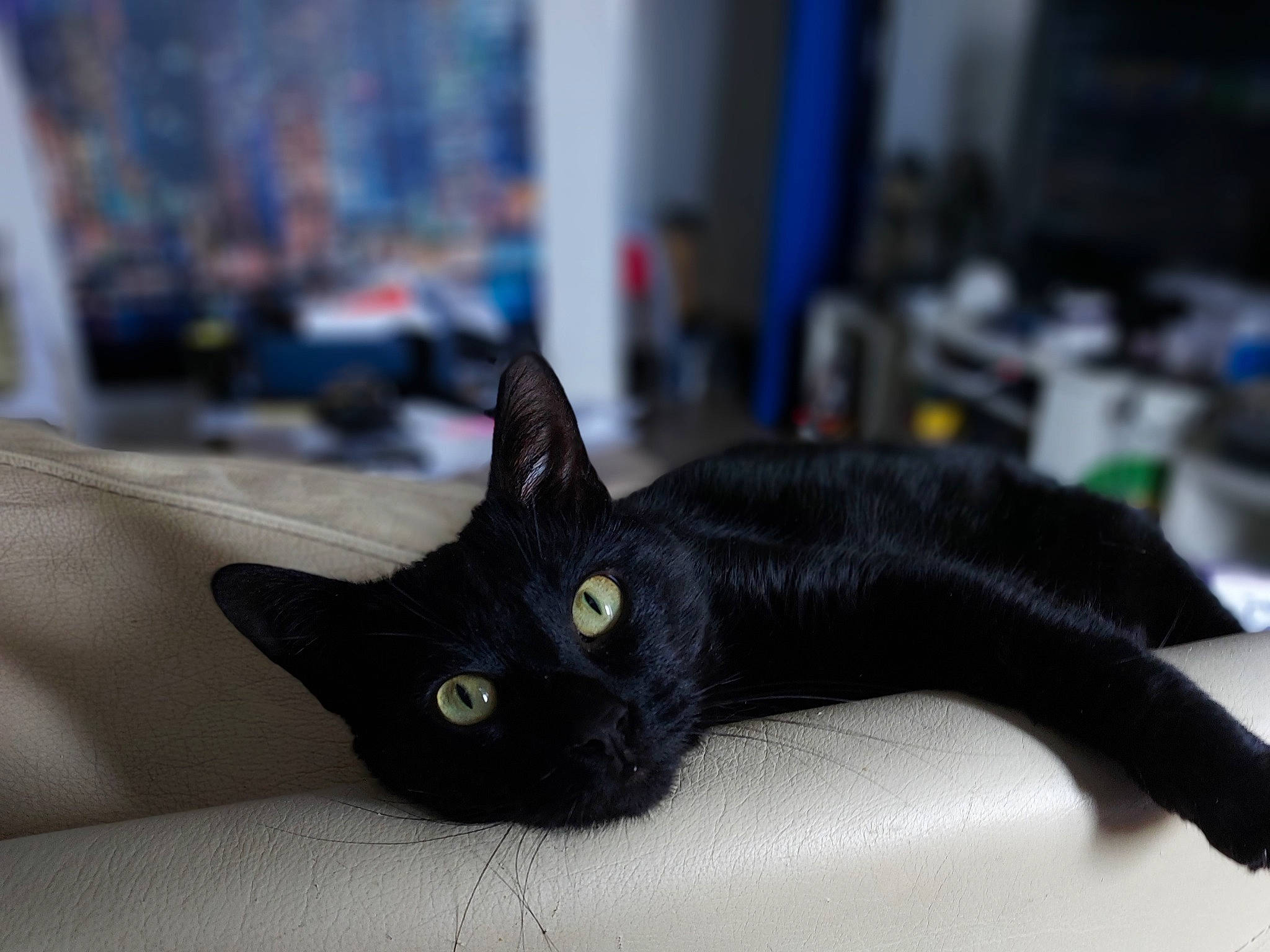 Limbo participe au concours pour gagner de l'argent avec cette photo : black_cat, bombay, carnivore, cat, claw, comfort, domestic_short_haired_cat, felidae, fur, handwriting, havana_brown, room, small_to_medium_sized_cats, snout, whiskers