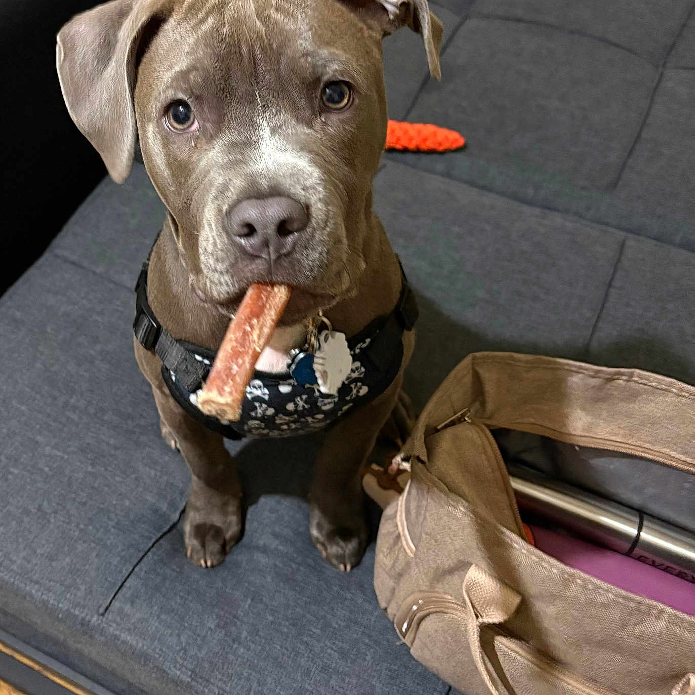 Blu is registered to the contest to win money with this photo: bag, brown, canine, collar, couch, cute, dog, domestic_animal, floor, gray, harness, home, indoor, looking_up, pet, puppy, sitting, treat, wood_floor, young_dog