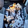 Loky a rejoint le concours — aidez-le/la à gagner de superbes lots ! animal, blanket, car_interior, collar, cozy, cute, dog, floor_mat, fur, indoor, lying_down, paw_print, pet, pet_bed, plush_toy, relaxed, seat, sloth_toy, small_dog, toy