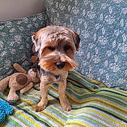 Loky participe au concours pour gagner de l'argent avec cette photo : dog, stuffed_animal, blanket, striped, floral, quilted, couch, pet, indoor, cozy, plush, small_dog, curious, brown, furniture, home, comfort, animal, toy, resting