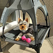 Loky participe au concours pour gagner de l'argent avec cette photo : animal, canopy, dog, ears, fur, outdoor, paw, pet, pet_bed, pink_toy, playful, relaxing, resting, shadow, small_dog, sunlight, tile_floor, toy, window, yorkshire_terrier