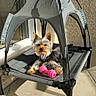 animal, canopy, dog, ears, fur, outdoor, paw, pet, pet_bed, pink_toy, playful, relaxing, resting, shadow, small_dog, sunlight, tile_floor, toy, window, yorkshire_terrier