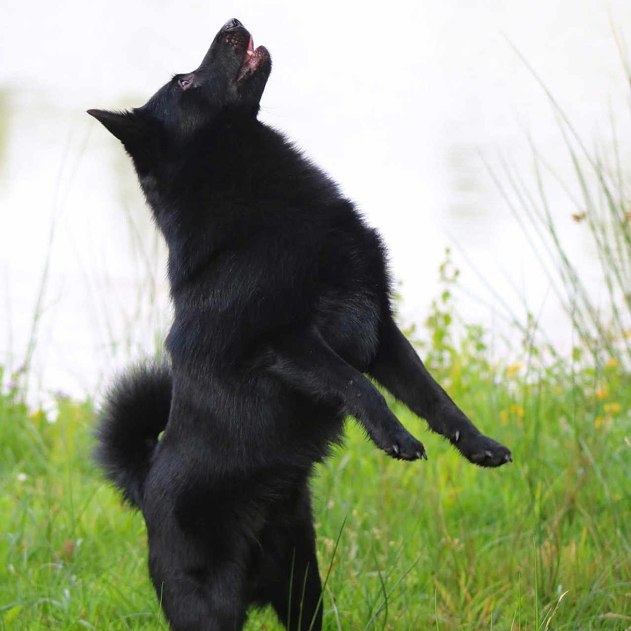 Unik a rejoint le concours — aidez-le/la à gagner de superbes lots ! dog, black_dog, standing, grass, outdoor, animal, pet, nature, jumping, playful, fur, canine, mammal, field, greenery, active, happy, daylight, portrait, motion