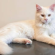 Aloha participe au concours pour gagner de l'argent avec cette photo : cat, white_cat, fluffy_fur, pink_paw, lying_down, pet, animal, indoor, feline, portrait, resting, fur, whiskers, ears, eyes, table_surface, calm, close_up, domestic_cat, soft_lighting