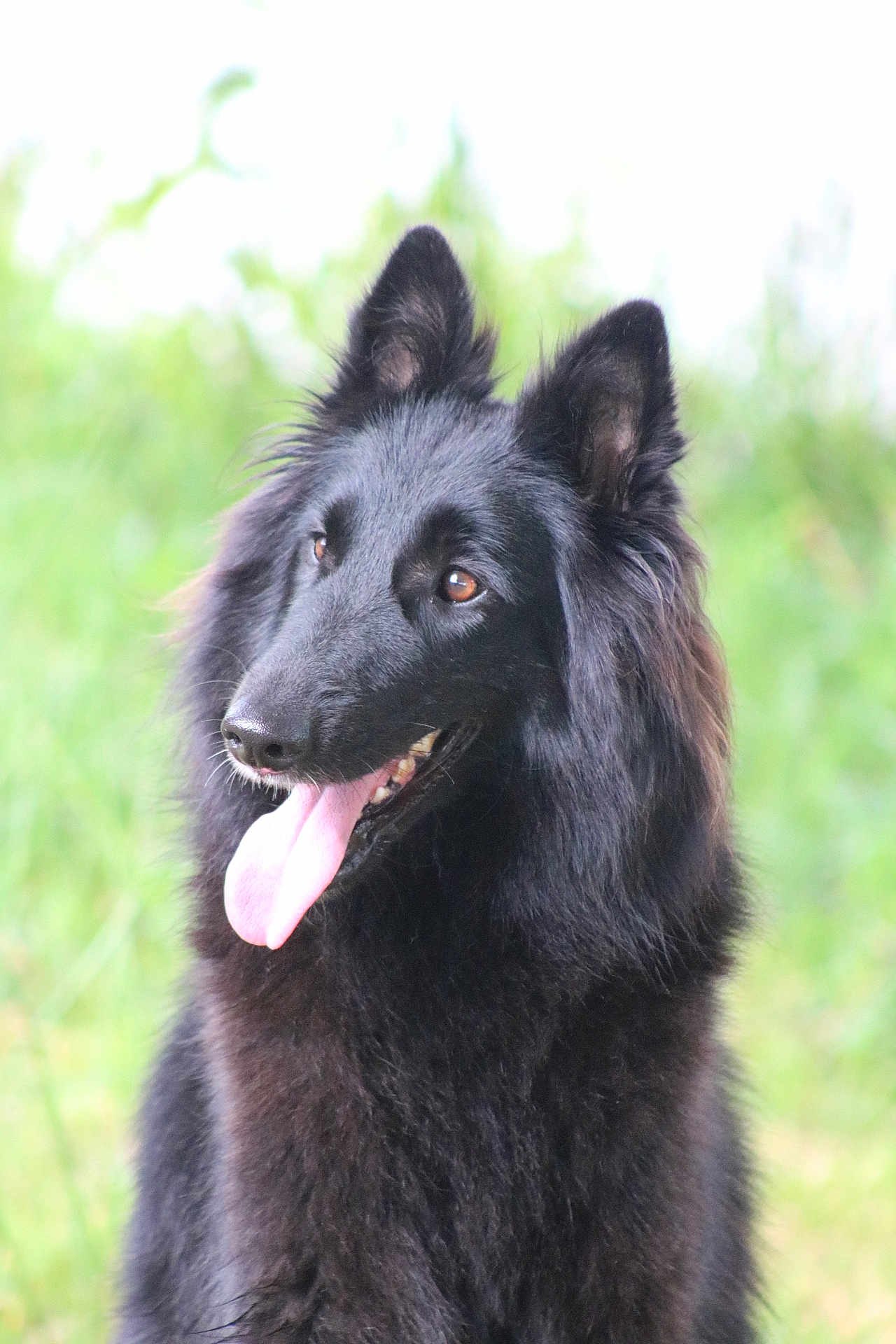Veïg participe au concours pour gagner de l'argent avec cette photo : dog, black_dog, long_fur, fluffy, tongue_out, panting, ears_up, portrait, headshot, canine, pet, outdoor, grass, nature, muzzle, nose, eyes, happy, attentive, photography