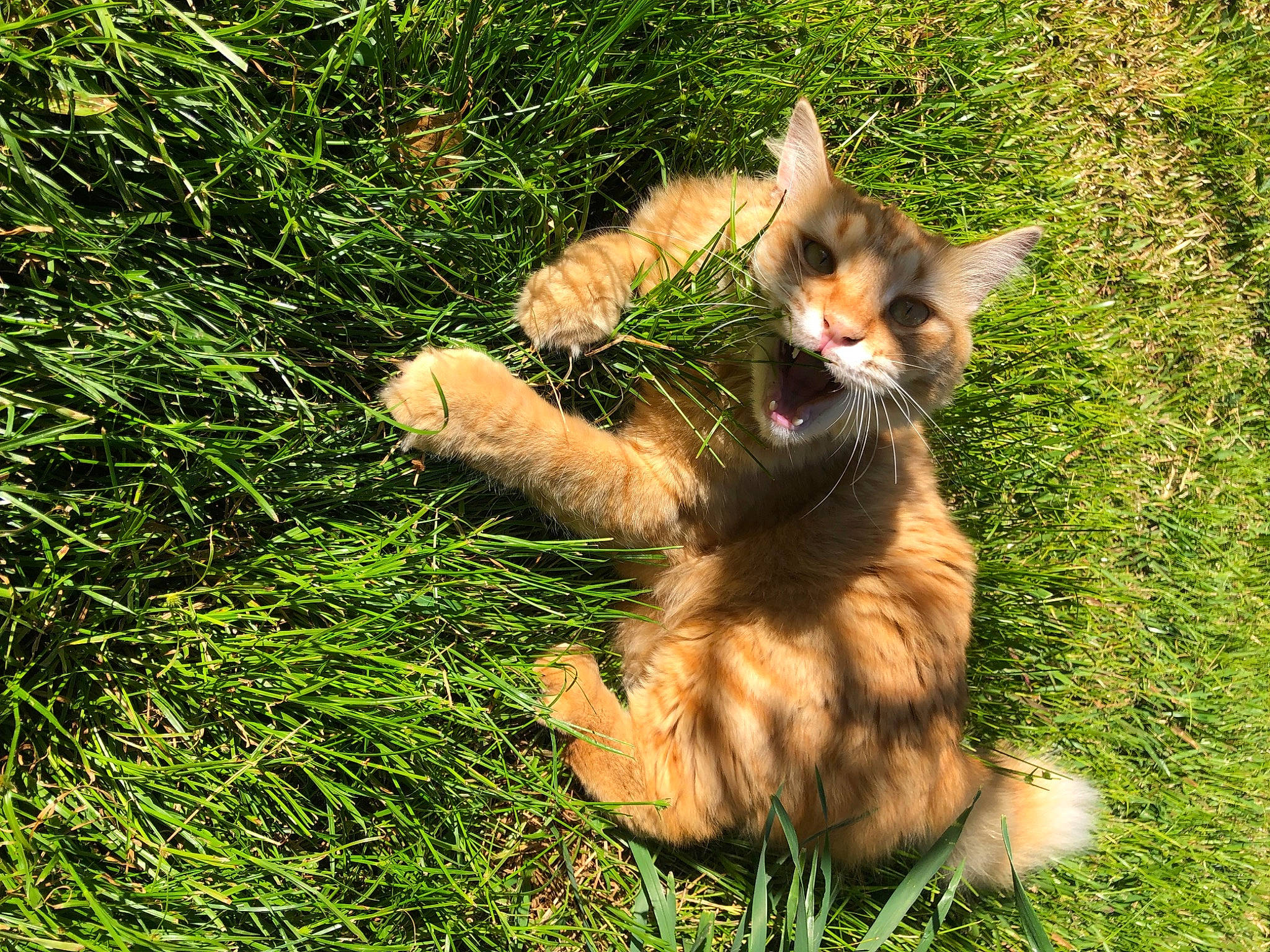 Guismo participe au concours pour gagner de l'argent avec cette photo : canidae, carnivore, cat, companion_dog, dog_breed, domestic_short_haired_cat, fawn, felidae, fur, grass, grassland, groundcover, happy, paw, people_in_nature, plant, small_to_medium_sized_cats, tail, terrestrial_animal, whiskers