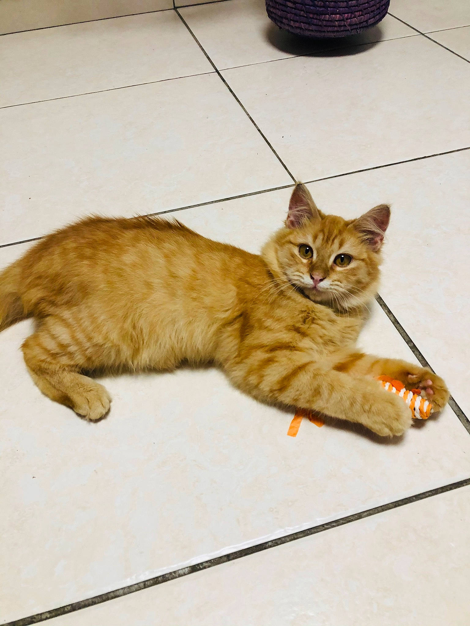 Guismo a rejoint le concours — aidez-le/la à gagner de superbes lots ! carnivore, cat, claw, domestic_short_haired_cat, eye, fawn, felidae, flooring, flowerpot, foot, fur, paw, rectangle, road_surface, sitting, small_to_medium_sized_cats, tail, terrestrial_animal, whiskers, wood