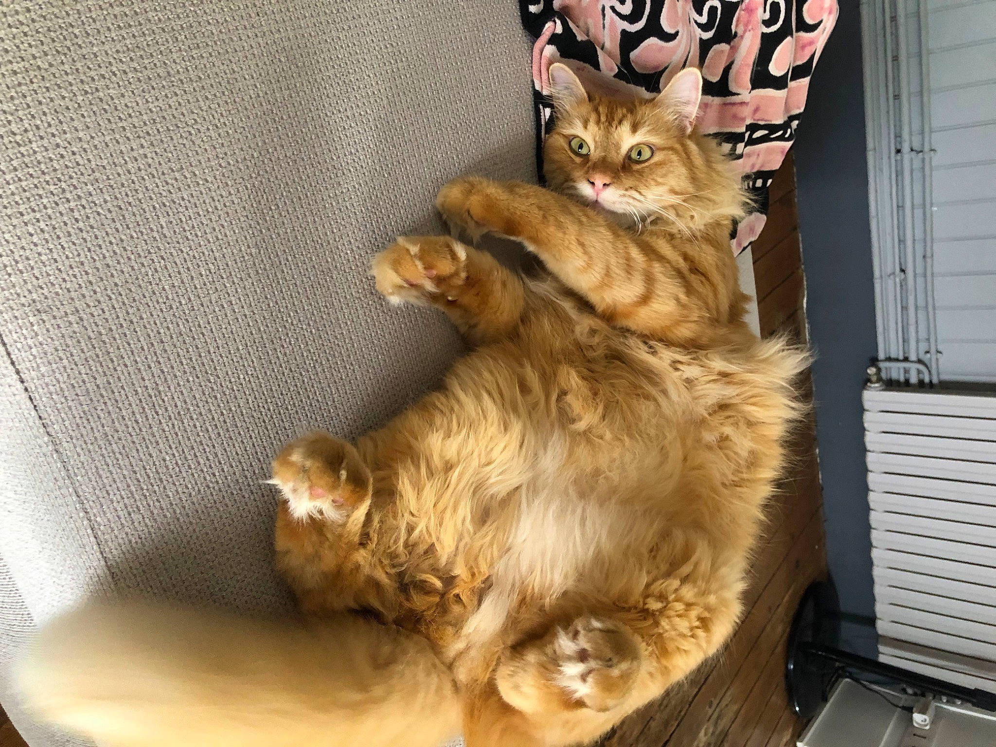 Guismo a rejoint le concours — aidez-le/la à gagner de superbes lots ! canidae, carnivore, cat, cat_supply, claw, companion_dog, dog_breed, domestic_short_haired_cat, fawn, felidae, fur, paw, pet_supply, small_to_medium_sized_cats, snout, tail, terrestrial_animal, whiskers