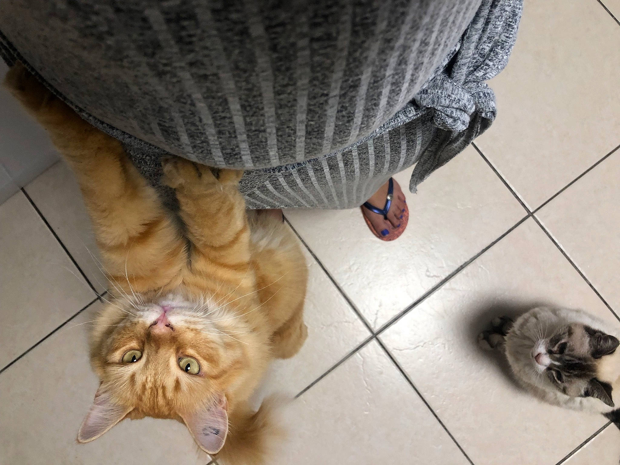 Guismo a rejoint le concours — aidez-le/la à gagner de superbes lots ! black, carnivore, cat, companion_dog, dog_breed, fawn, felidae, floor, flooring, foot, hardwood, human_body, human_leg, leg, shoe, small_to_medium_sized_cats, snout, tail, whiskers, wood