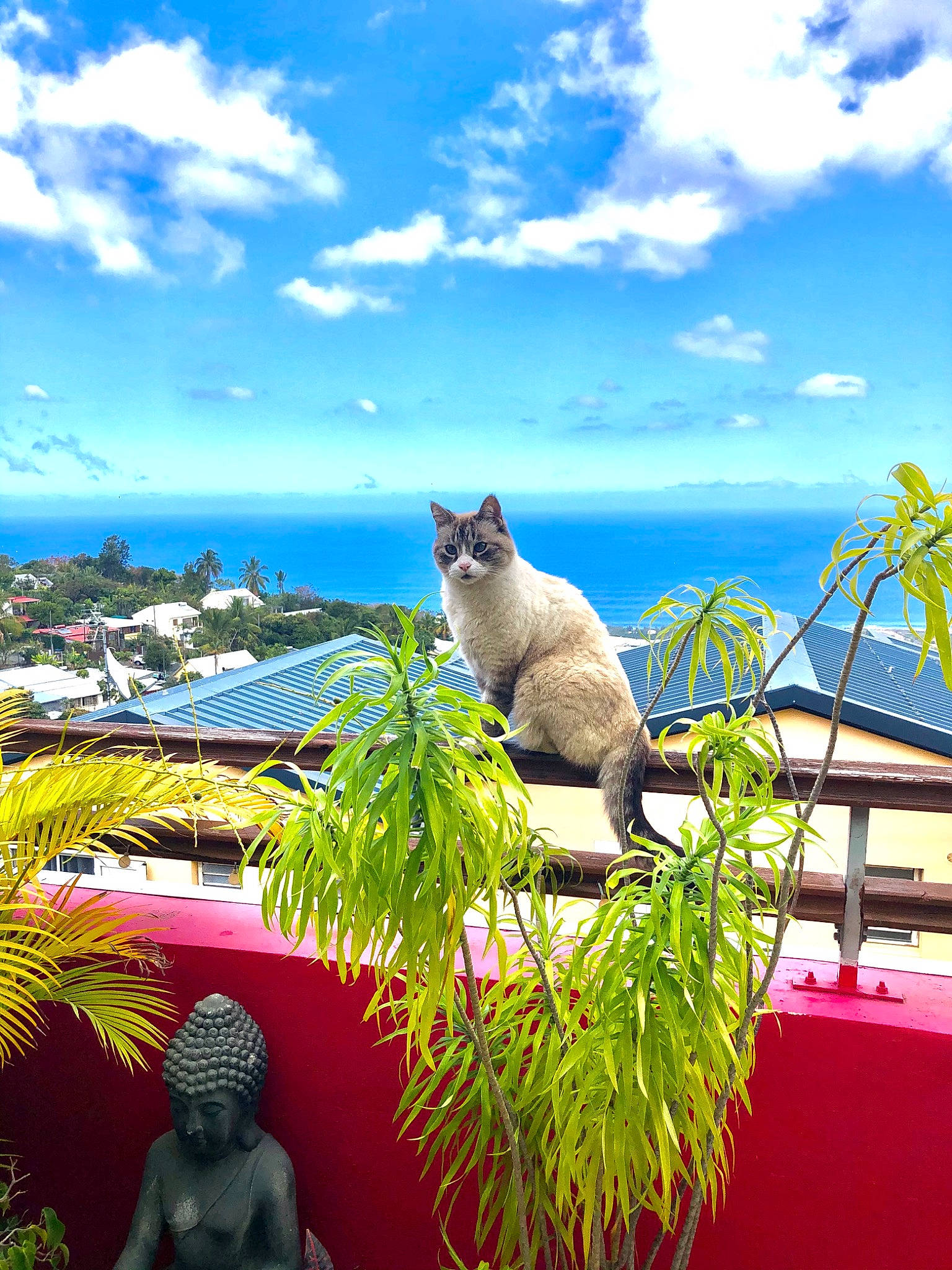 Mozart participe au concours pour gagner de l'argent avec cette photo : azure, blue, carnivore, cat, cloud, daytime, felidae, grass, green, leisure, morning, outdoor_furniture, plant, sky, small_to_medium_sized_cats, summer, tail, tints_and_shades, water, whiskers