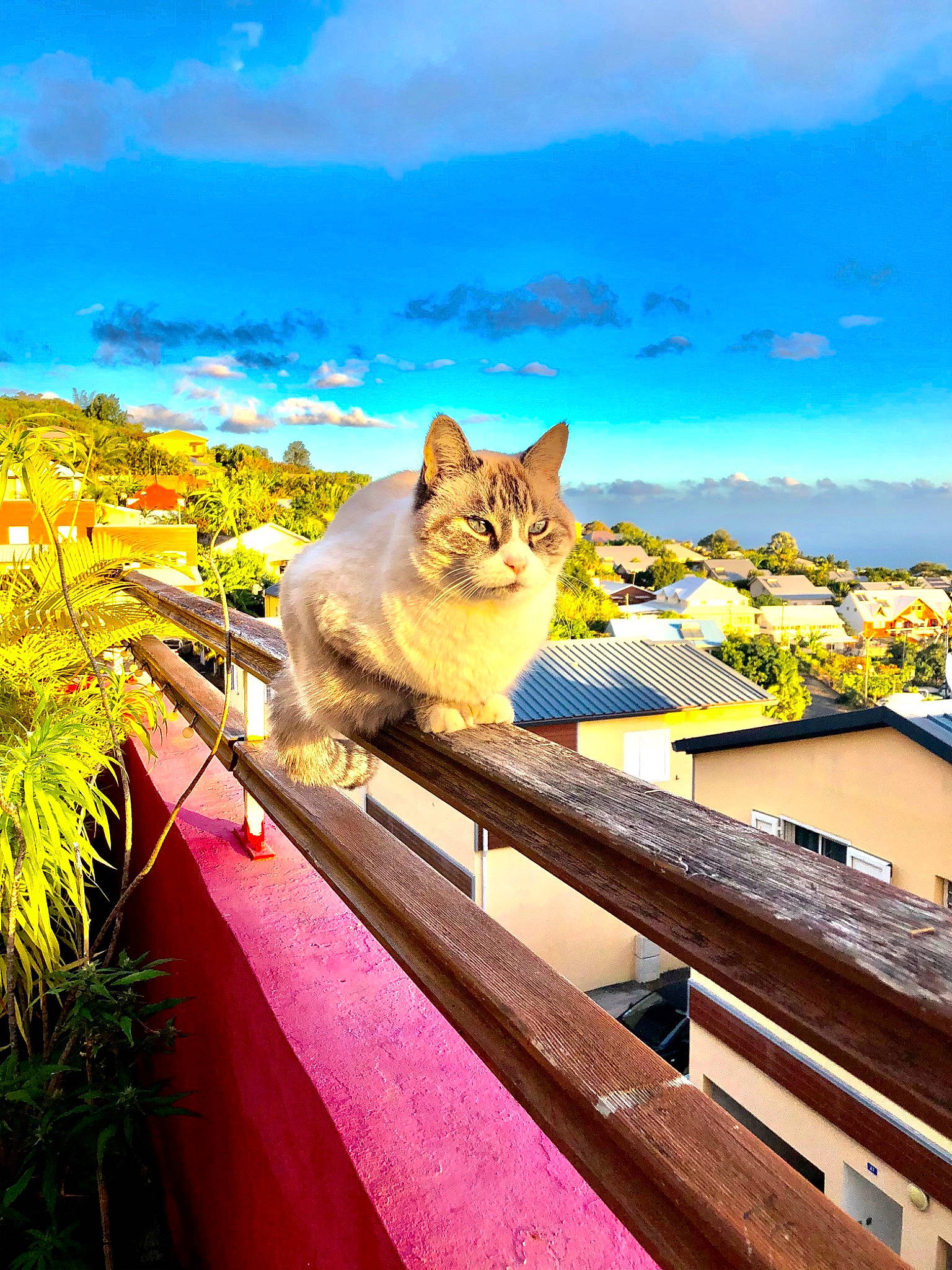 Mozart participe au concours pour gagner de l'argent avec cette photo : carnivore, cat, cloud, fawn, felidae, grass, landscape, leisure, natural_landscape, outdoor_furniture, plant, roof, sky, small_to_medium_sized_cats, sunlight, tail, tints_and_shades, tree, whiskers, wood