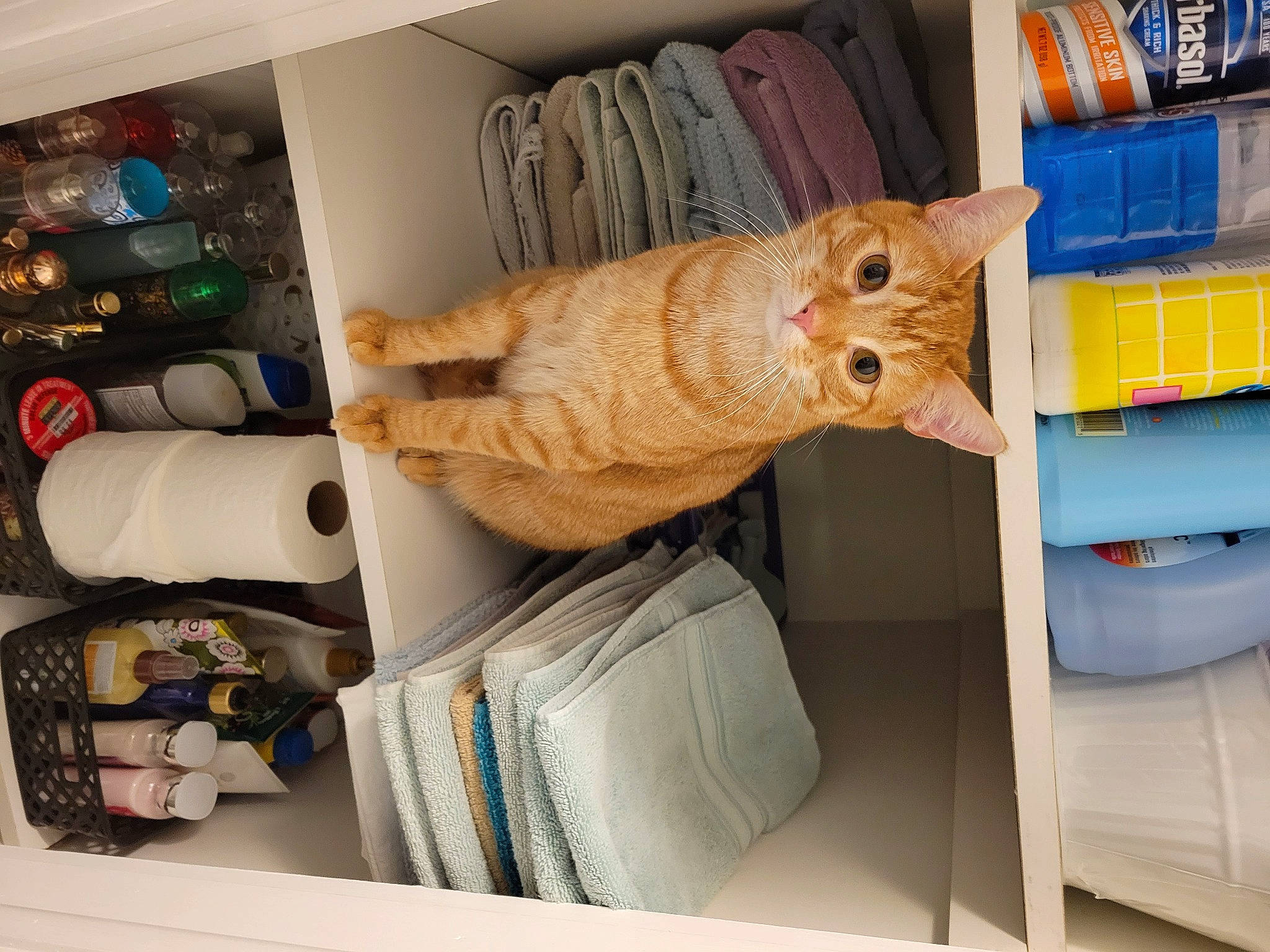 Marvel is registered to the contest to win money with this photo: cat, chair, comfort, fawn, felidae, fish, fur, linens, major_appliance, room, shelf, shelving, small_to_medium_sized_cats, stuffed_toy, tail, thread, toy, whiskers, wood, wool