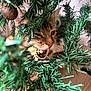 Milo a rejoint le concours — aidez-le/la à gagner de superbes lots ! cat, christmas_tree, ornament, greenery, indoor, curious, pet, holiday, festive, playful, animal, feline, pine_needles, decorations, close_up, mouth_open, nature, tree_branch, domestic, cute
