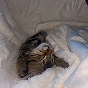 Milo participe au concours pour gagner de l'argent avec cette photo : cat, tabby, sleeping, blanket, cozy, fur, pet, indoor, comfort, rest, soft, cute, animal, whiskers, nap, closeup, feline, warm, relaxed, domestic