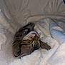 cat, tabby, sleeping, blanket, cozy, fur, pet, indoor, comfort, rest, soft, cute, animal, whiskers, nap, closeup, feline, warm, relaxed, domestic