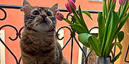 Milo participe au concours pour gagner de l'argent avec cette photo : cat, kitten, windowsill, tulips, flowers, balcony, iron_railings, vase, orange_wall, window, pet, curious, indoor, plant, green_leaves, closeup, animal, domestic_cat, young_cat, feline