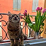cat, kitten, windowsill, tulips, flowers, balcony, iron_railings, vase, orange_wall, window, pet, curious, indoor, plant, green_leaves, closeup, animal, domestic_cat, young_cat, feline