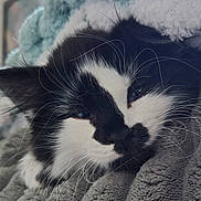 Sully is registered to the contest to win money with this photo: animal, black_and_white, blanket, cat, close_up, comfort, cozy, cute, fur, indoor, knitted_hat, mammal, nap, pet, relaxed, resting, sleepy, soft_texture, warm, whiskers