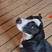 Samson joined the competition — help win amazing prizes! animal, black_and_white, black_fur, brown_eyes, cute, dog, floor, floppy_ears, home, looking_up, orange_toy, outdoor, pet, photography, portrait, puppy, short_hair, sitting, white_chest, wooden_deck