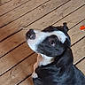 animal, black_and_white, black_fur, brown_eyes, cute, dog, floor, floppy_ears, home, looking_up, orange_toy, outdoor, pet, photography, portrait, puppy, short_hair, sitting, white_chest, wooden_deck