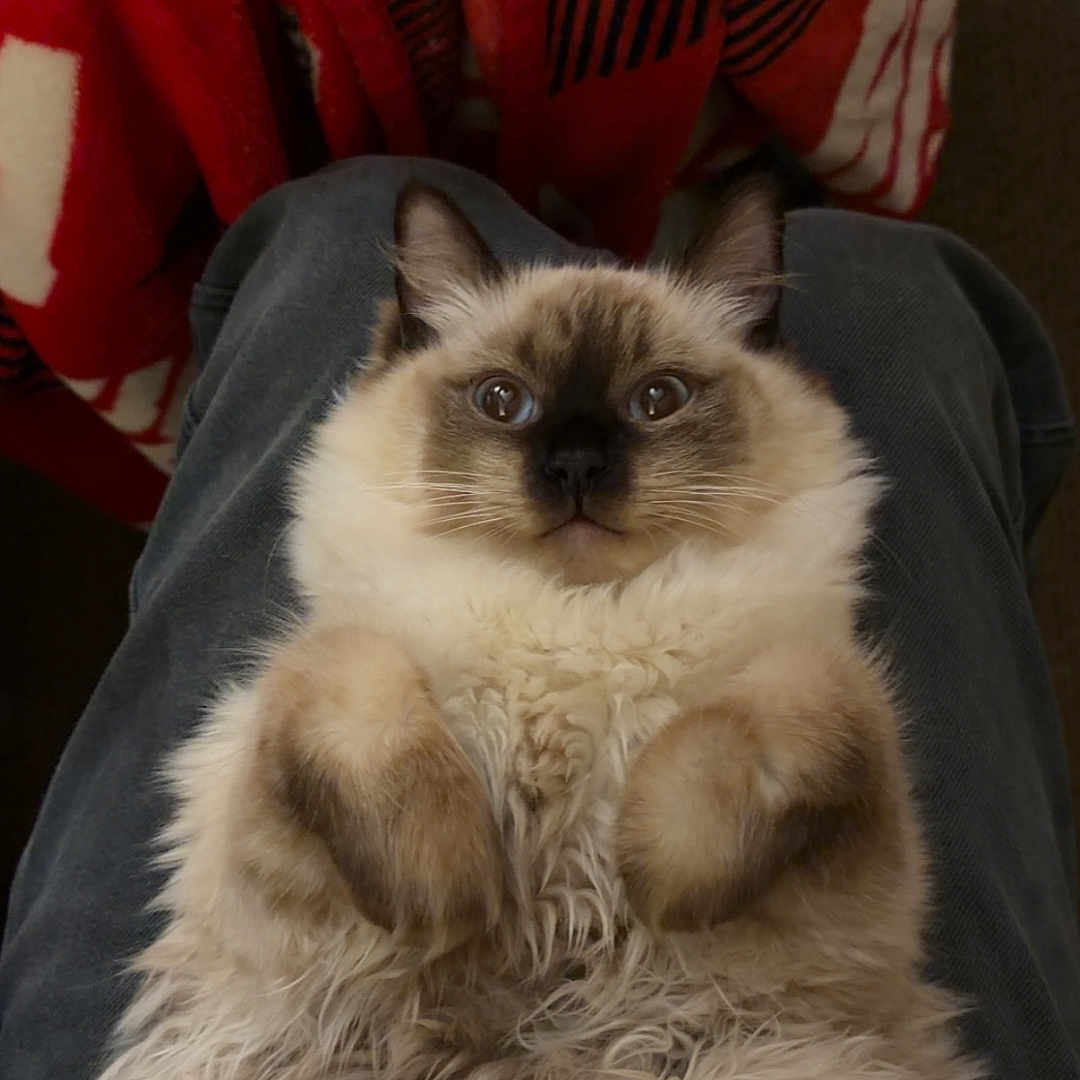 Stormi joined the competition — help win amazing prizes! cat, fluffy, pet, lap, fur, animal, indoor, cozy, relaxed, cute, white, brown, blue_eyes, paws, sitting, blanket, red, soft, companion, comfort