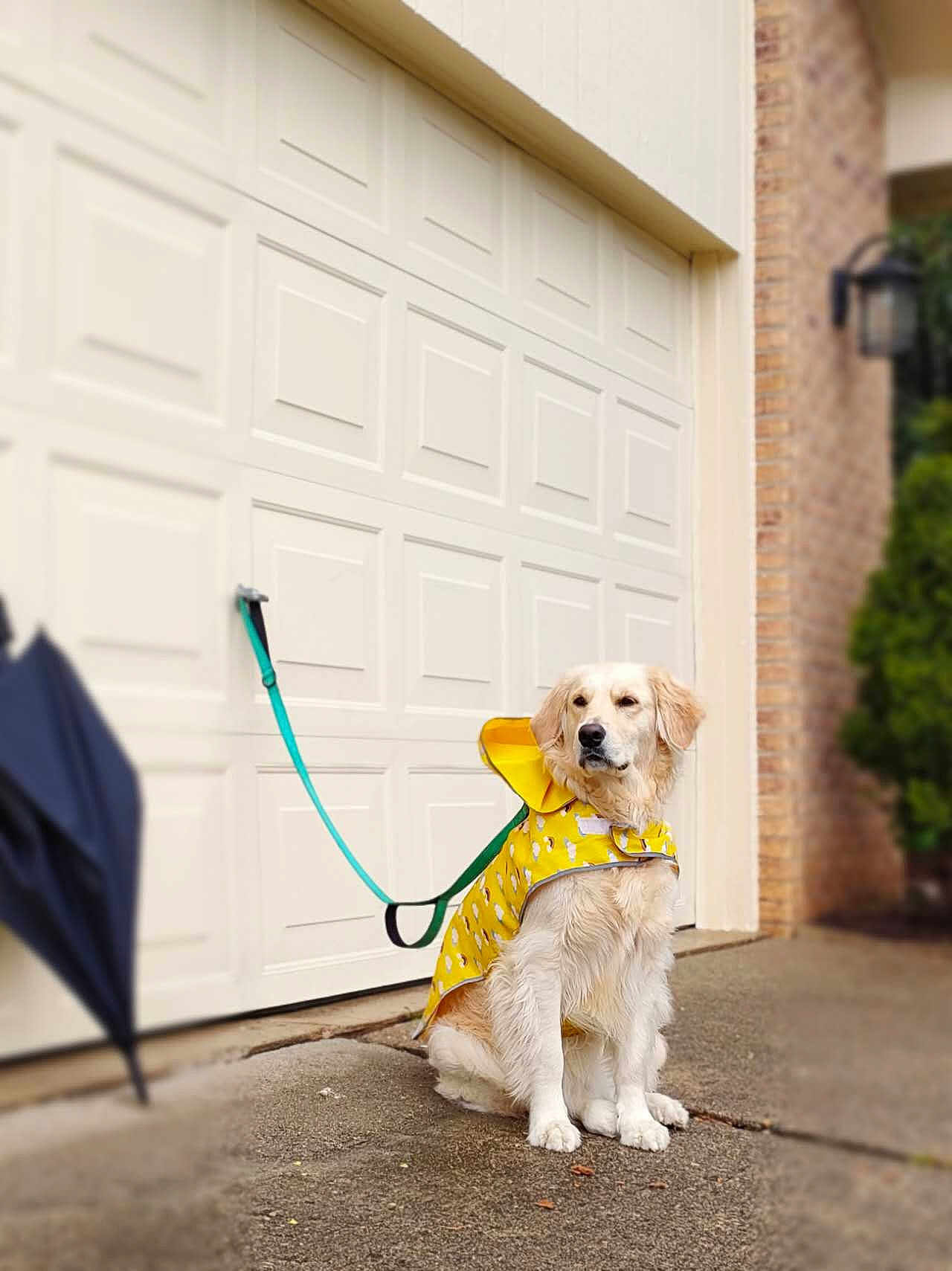 Cinnamon is registered to the contest to win money with this photo: dog, golden_retriever, raincoat, yellow, leash, garage_door, driveway, wet_surface, umbrella, outdoor, pet, canine, sitting, calm, fur, collar, residential, weather, daytime, house