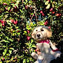 Cinnamon is registered to the contest to win money with this photo: puppy, dog, golden_retriever, apple_orchard, apples, green_leaves, sunlight, nature, outdoor, tree, animal, pet, collar, cute, holding, hand, plant, fruit, garden, daylight