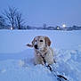 Cinnamon is registered to the contest to win money with this photo: dog, golden_retriever, puppy, snow, winter, leash, outdoor, twilight, field, trees, calm, pet, animal, cold, nature, fur, canine, walking, landscape, quiet