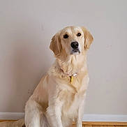 Cinnamon is registered to the contest to win money with this photo: dog, golden_retriever, pet, animal, sitting, indoor, wooden_floor, collar, fur, canine, companion, domestic_animal, friendly, cute, mammal, house, floor, portrait, looking, calm