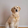 dog, golden_retriever, pet, animal, sitting, indoor, wooden_floor, collar, fur, canine, companion, domestic_animal, friendly, cute, mammal, house, floor, portrait, looking, calm