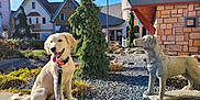 Cinnamon joined the competition — help win amazing prizes! dog, puppy, golden_retriever, statue, outdoor, sunny, village, building, tree, sidewalk, leash, stone, plants, garden, happy, pet, nature, daytime, sky, architecture