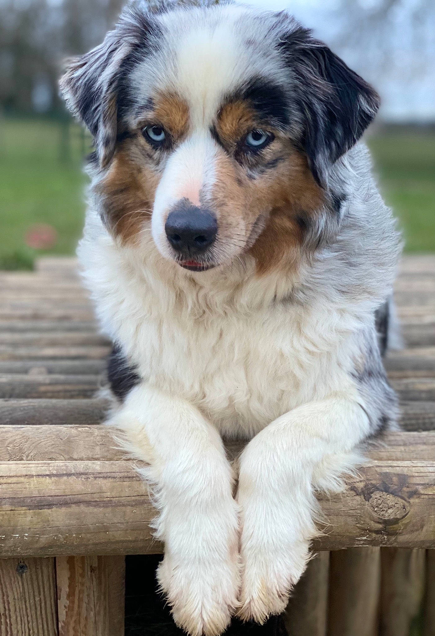 Memphis a rejoint le concours — aidez-le/la à gagner de superbes lots ! carnivore, companion_dog, dog, dog_breed, fur, grass, plant, snout, sporting_group, terrestrial_animal, tree, whiskers, wood, working_dog