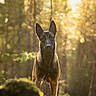 alert, animal, background_blur, canine, dog, environment, forest, golden_hour, moss, natural_light, nature, outdoor, portrait, scenic, standing, sunbeam, sunlight, tree, wilderness, wildlife