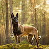 alert, animal, black, brown, canine, daylight, dog, ears_up, forest, moss, nature, outdoor, paw_raised, portrait, scenic, standing, sunlight, trees, wilderness, wildlife