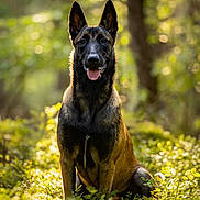 Arya a rejoint le concours — aidez-le/la à gagner de superbes lots ! alert, animal, background_blur, belgian_malinois, canine, daylight, dog, ears, forest, fur, greenery, nature, outdoor, pet, plants, portrait, sitting, sunlight, tongue, wildlife