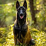 alert, animal, background_blur, belgian_malinois, canine, daylight, dog, ears, forest, fur, greenery, nature, outdoor, pet, plants, portrait, sitting, sunlight, tongue, wildlife