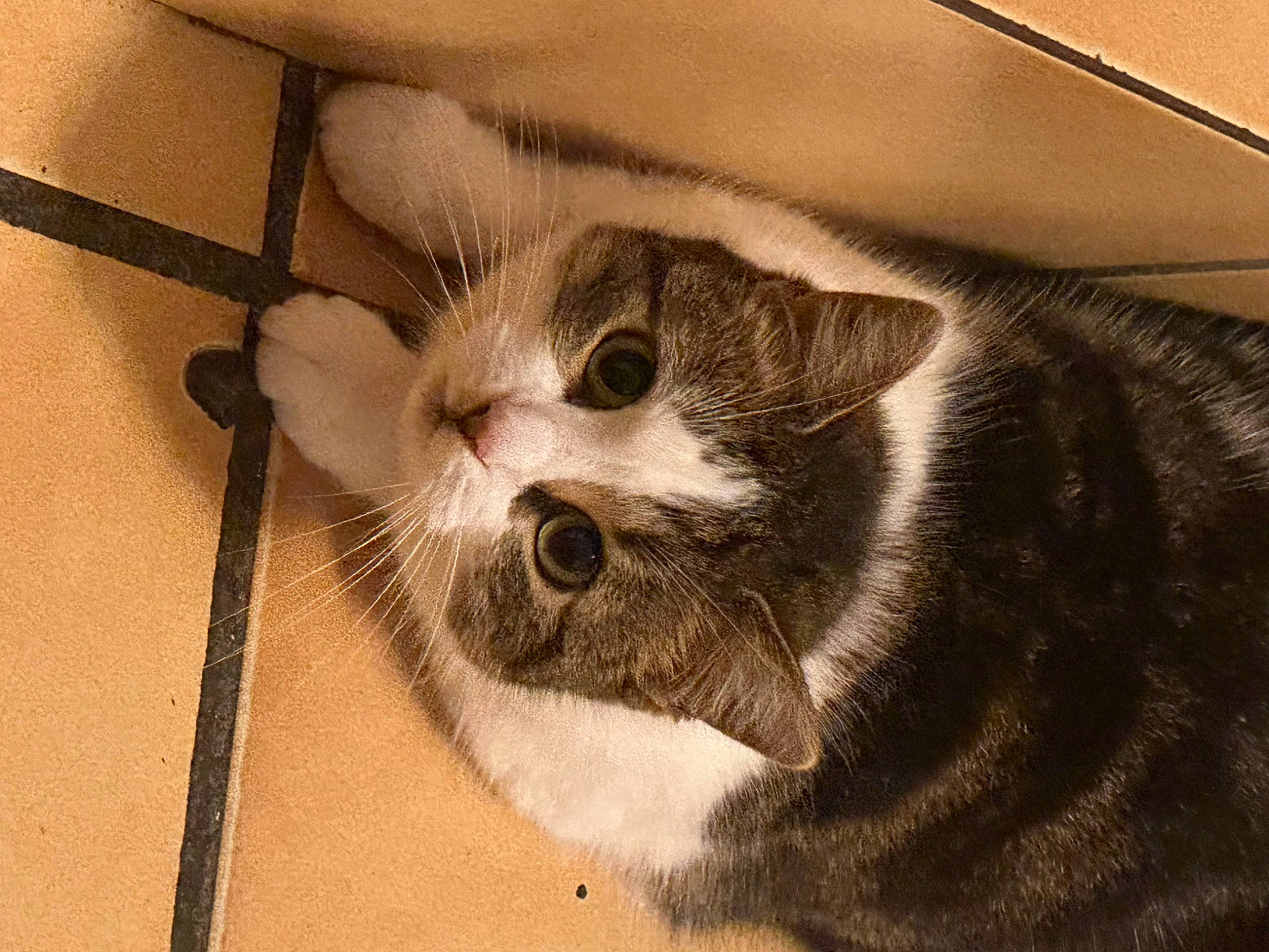 Dilara a rejoint le concours — aidez-le/la à gagner de superbes lots ! box, cardboard, carnivore, cat, claw, comfort, domestic_short_haired_cat, door, felidae, fur, metal, paw, small_to_medium_sized_cats, snout, tail, whiskers, window, wood