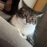 Mako joined the competition — help win amazing prizes! cat, close_up, couch, cozy, curious, ear, fur, furniture, gray, home_interior, indoor, paw, pet, pillow, portrait, relaxed, sitting, tabby_cat, whiskers, white