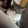 cat, close_up, couch, cozy, curious, ear, fur, furniture, gray, home_interior, indoor, paw, pet, pillow, portrait, relaxed, sitting, tabby_cat, whiskers, white