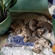 Erma is registered to the contest to win money with this photo: animal, blanket, cat, cozy, cute, family, feline, floor, fur, indoor, kitten, mother_cat, nursing, pet, plant_pot, playful, resting, sleeping, striped, young
