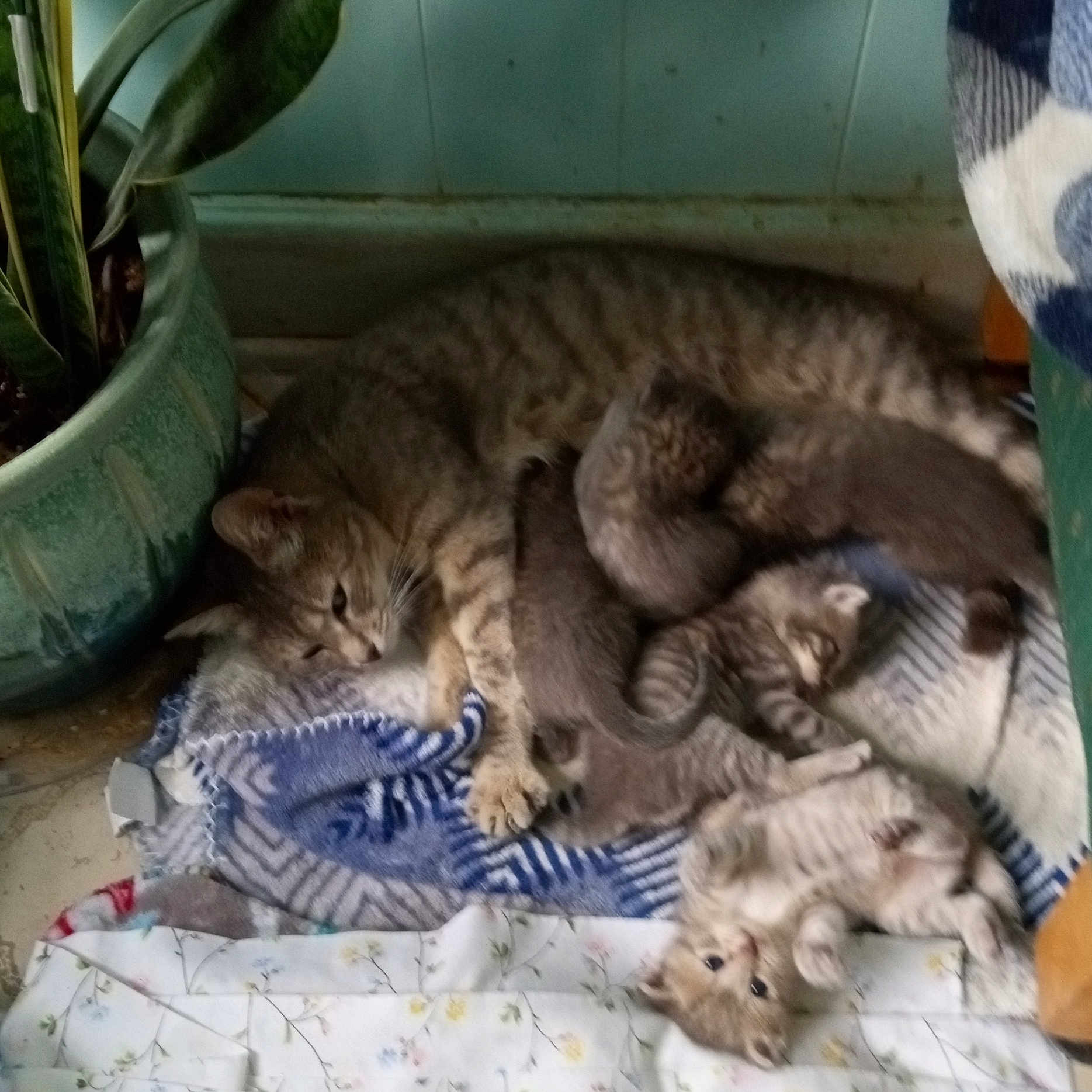 Erma is registered to the contest to win money with this photo: animal, blanket, cat, cozy, cute, family, feline, floor, fur, indoor, kitten, mother_cat, nursing, pet, plant_pot, playful, resting, sleeping, striped, young