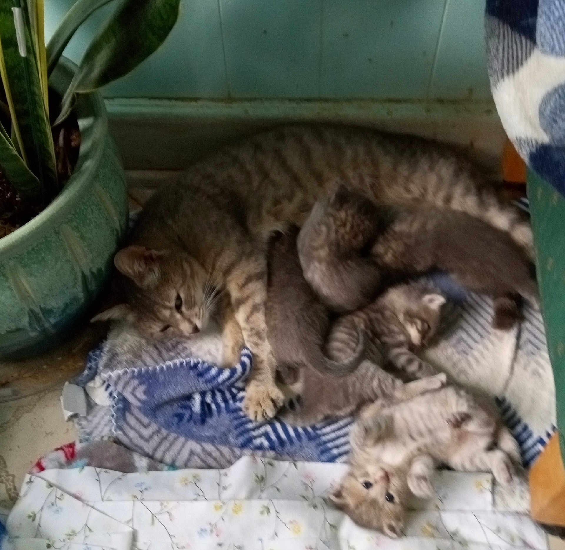 Erma is registered to the contest to win money with this photo: animal, blanket, cat, cozy, cute, family, feline, floor, fur, indoor, kitten, mother_cat, nursing, pet, plant_pot, playful, resting, sleeping, striped, young