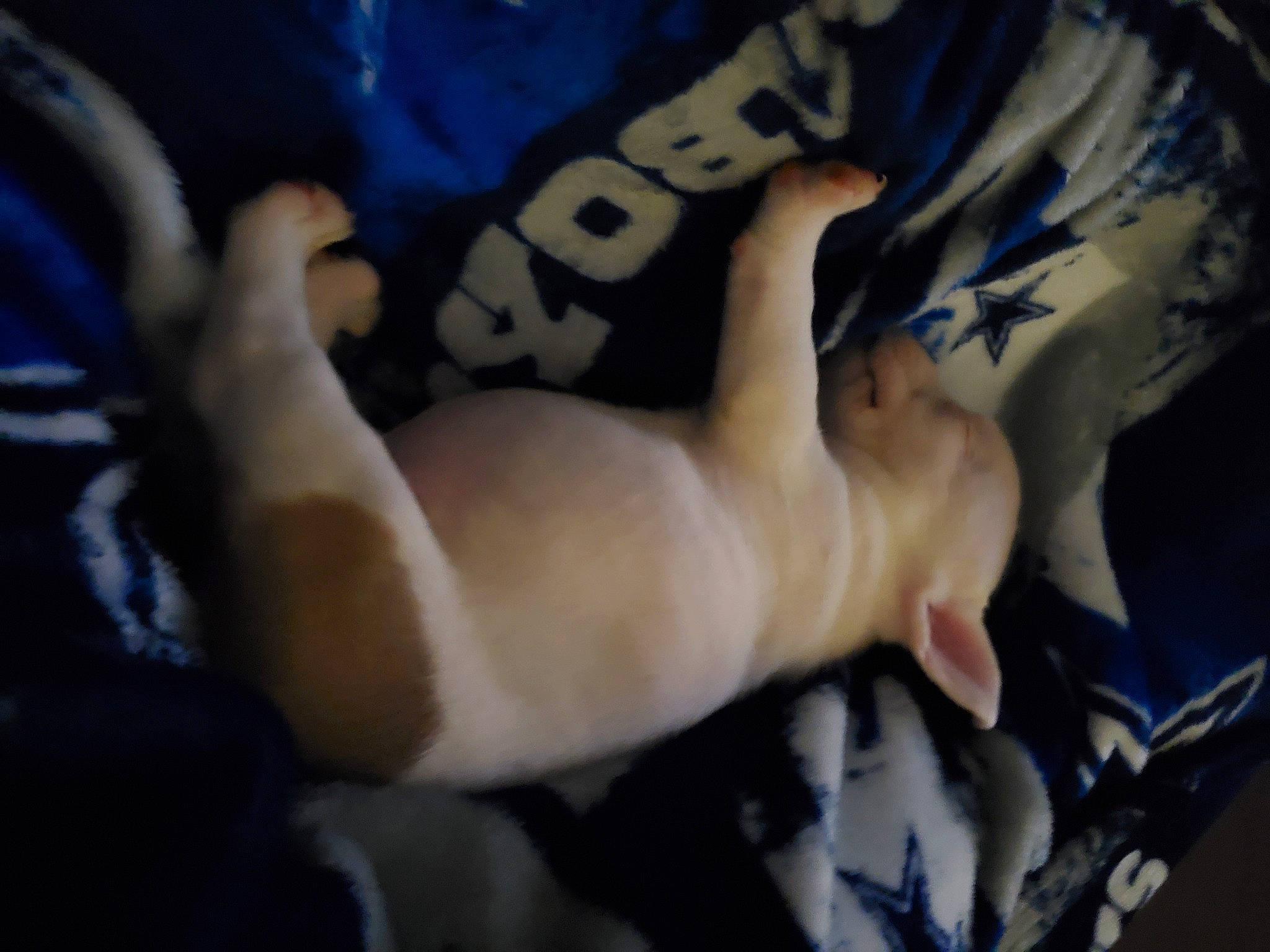 Megamind is registered to the contest to win money with this photo: abdomen, barechested, chest, elbow, electric_blue, flesh, foot, fur, gesture, human_leg, knee, linens, nail, navel, pattern, tail, thigh, trunk, wrist