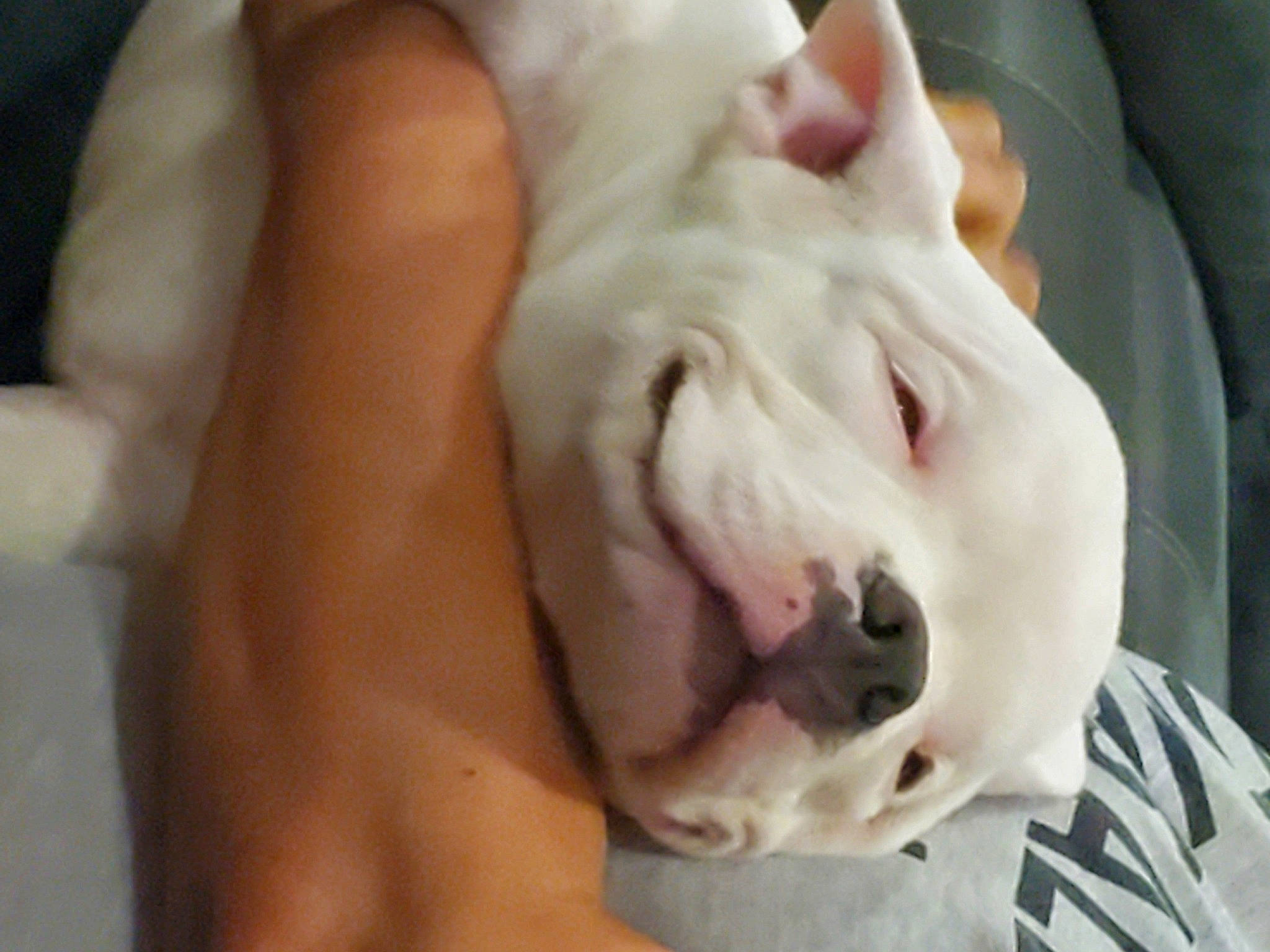 Megamind joined the competition — help win amazing prizes! bull_terrier, bulldog, canidae, carnivore, comfort, companion_dog, dog, dog_breed, fang, fawn, flesh, fur, jaw, non_sporting_group, snout, sporting_group, terrestrial_animal, toy_dog, whiskers, wrinkle