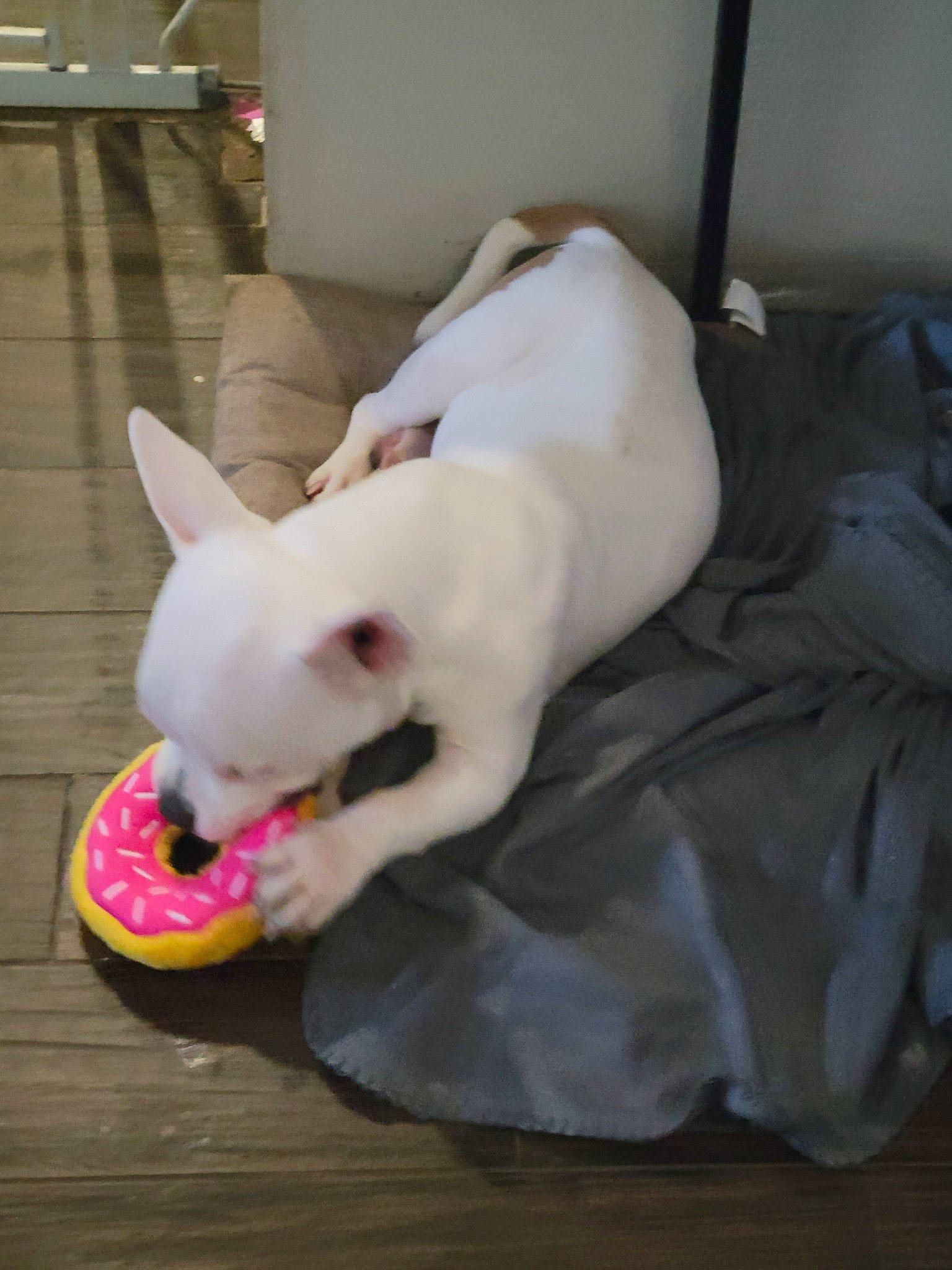Megamind joined the competition — help win amazing prizes! bull_terrier, canidae, carnivore, collar, comfort, companion_dog, dog, dog_breed, dog_supply, ear, fawn, felidae, flooring, pet_supply, snout, sporting_group, tail, toy_dog, whiskers, working_animal