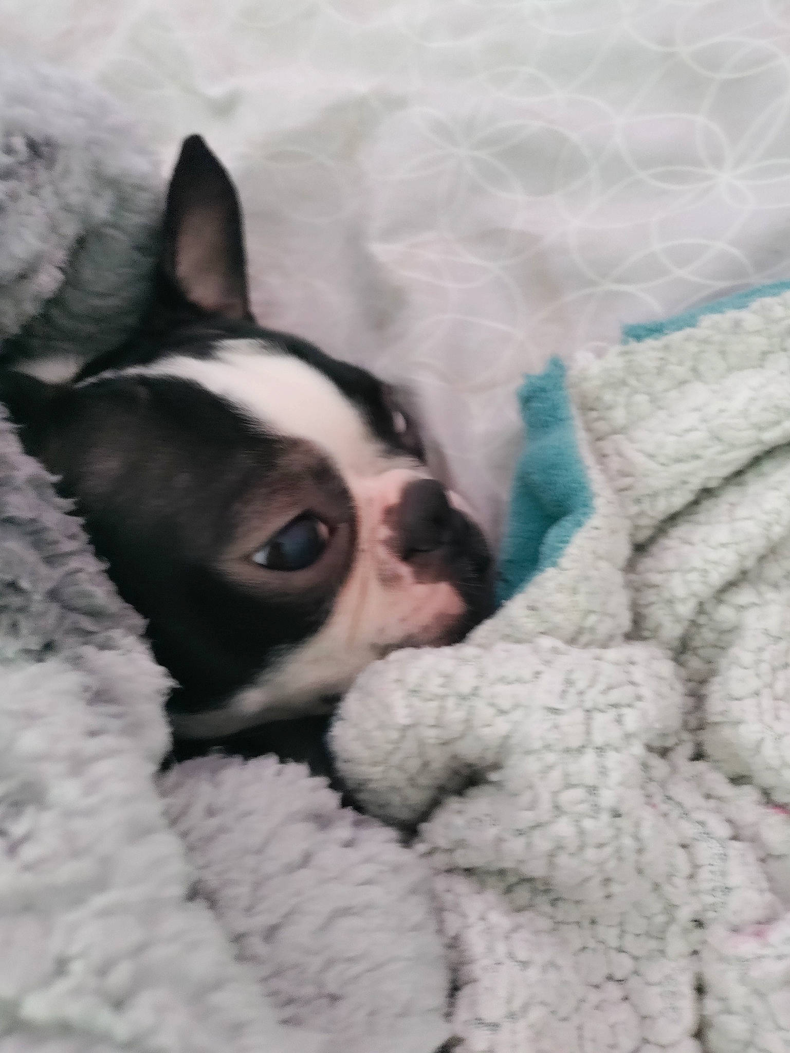 Oreo joined the competition — help win amazing prizes! boston_terrier, bulldog, carnivore, comfort, companion_dog, dog, dog_breed, fawn, french_bulldog, fur, linens, mammal, nap, paw, snout, toy_dog, vertebrate, whiskers, wool, working_animal