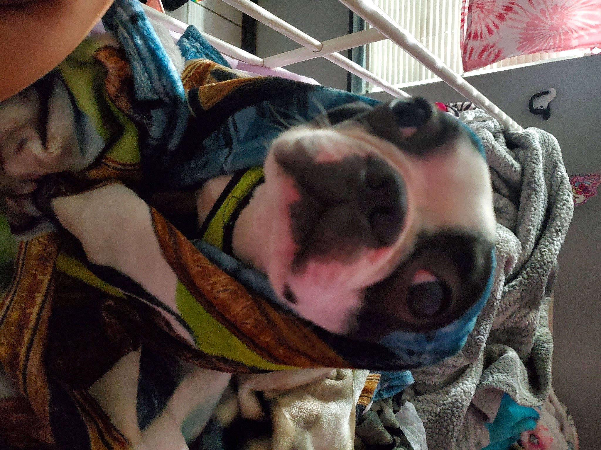 Oreo is registered to the contest to win money with this photo: canidae, carnivore, collar, comfort, companion_dog, dog, dog_breed, dog_supply, ear, eyewear, fawn, fur, jaw, leash, personal_protective_equipment, pet_supply, snout, sporting_group, whiskers, working_animal