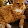 cat, orange_cat, white_paws, fluffy_fur, indoor, feline, relaxed, lounging, paw_crossed, close_up, pet, mammal, whiskers, domestic_cat, fur_texture, table, couch, home_interior, animal, cute